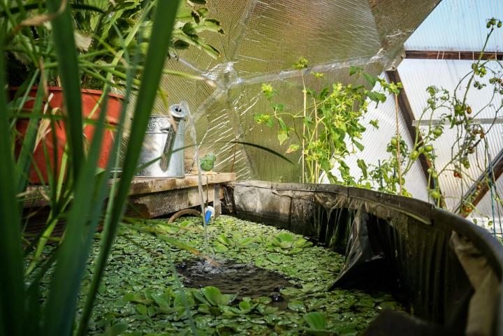 pond garden