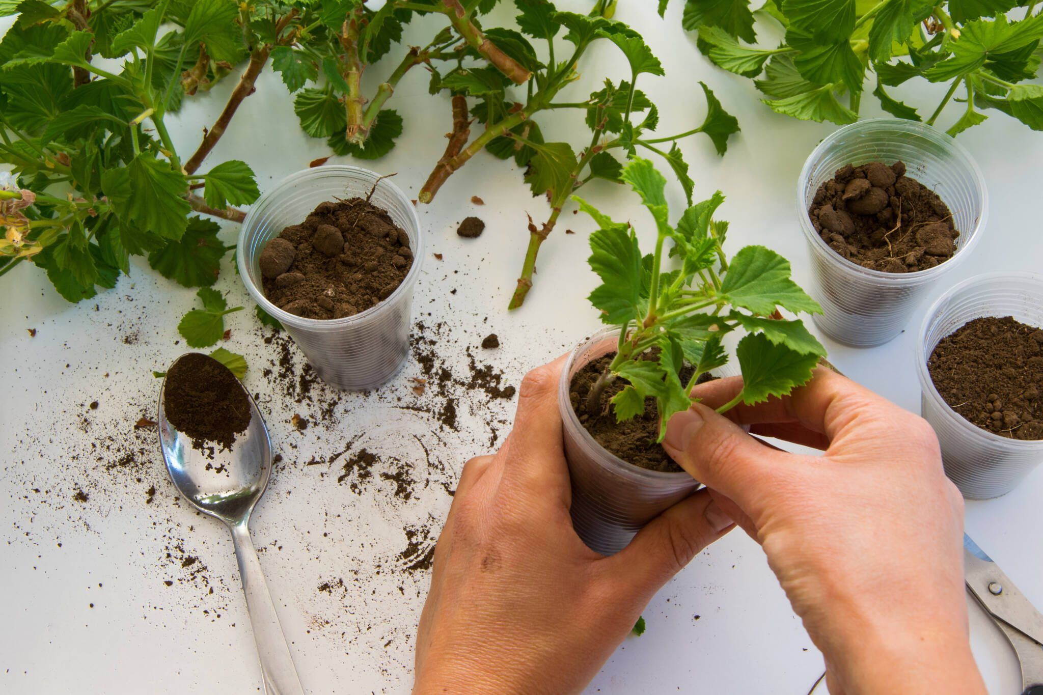 Top view of woman hand rooting the geranium cuttings in the plastic cups