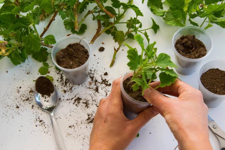 Top view of woman hand rooting the geranium cuttings in the plastic cups