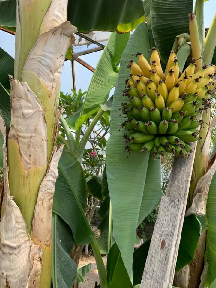 Bananas in a dome August 2020 the large bunch is mostly still green but the top fruit are starting to turn yellow