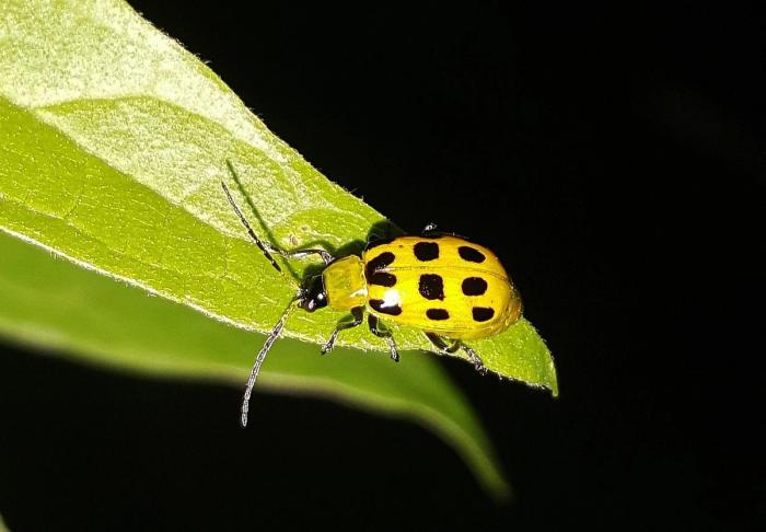 Cucumber beetle Pixaby photo