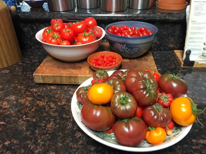 tomatoes