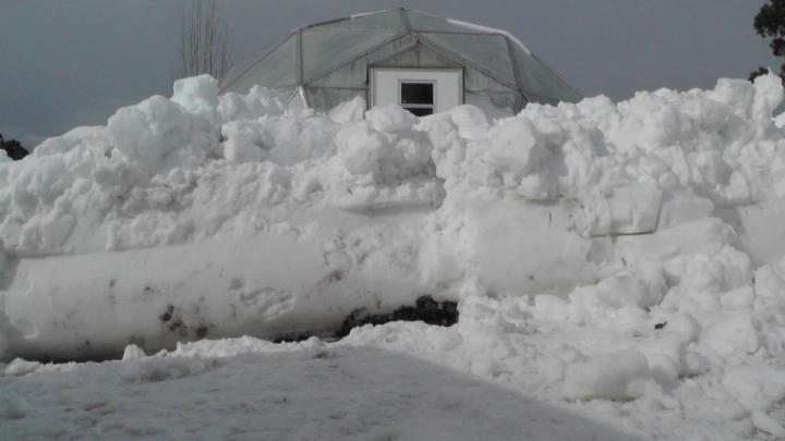 gardening in the snow