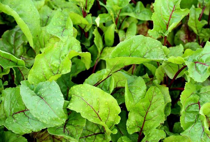 Looking down on a cluster of beet greens growing - Pixabay photo