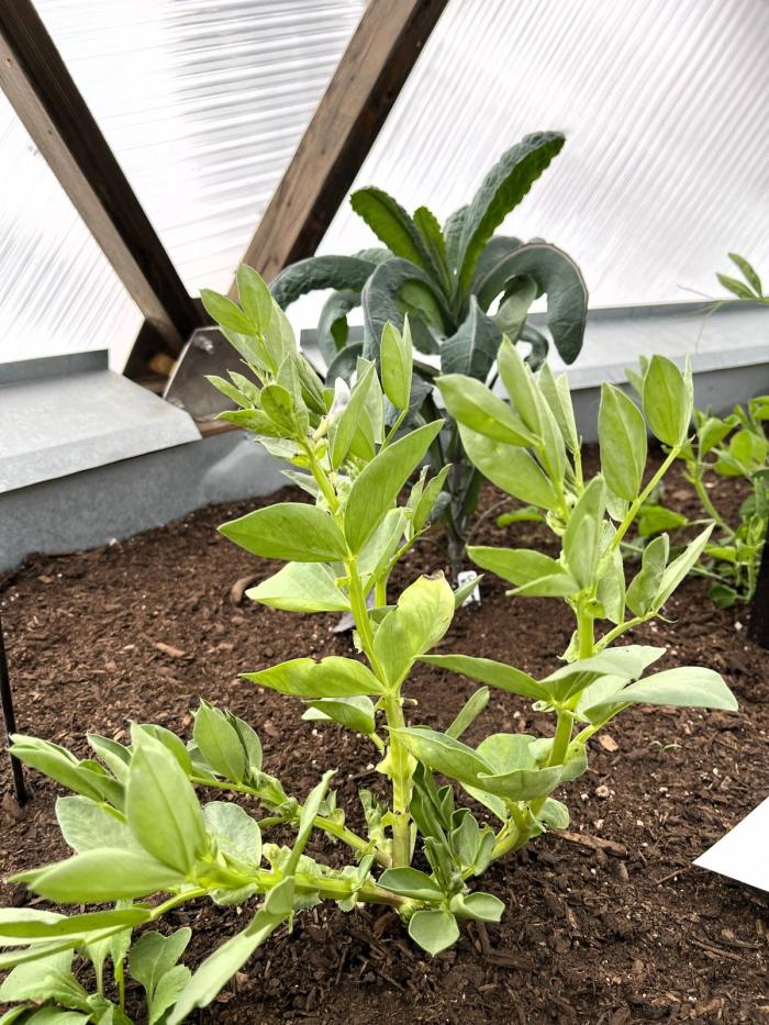young fava bean plant