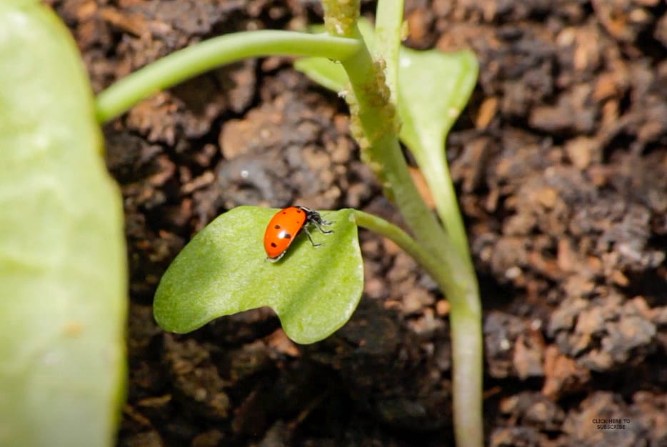 Lady Bug on leaf