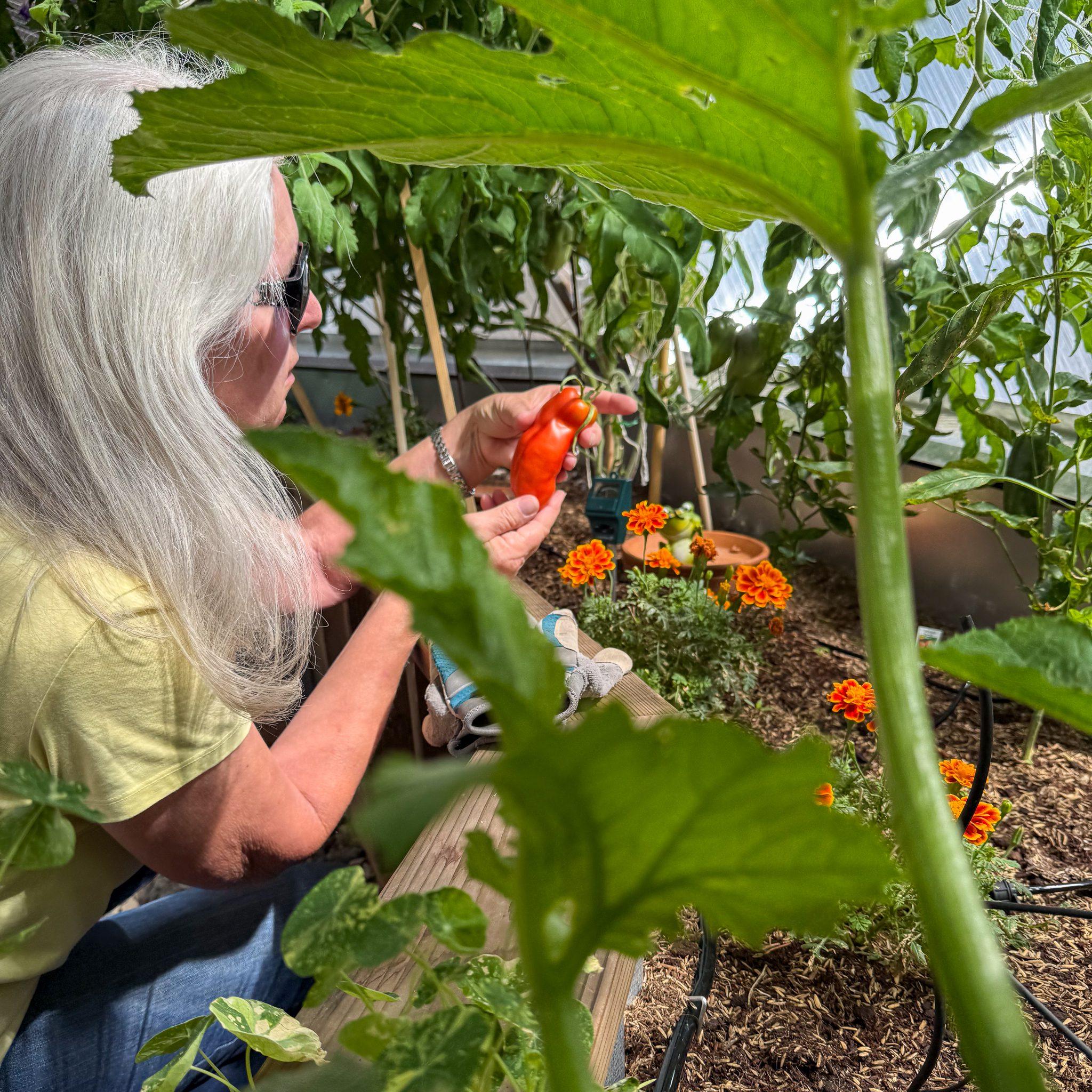 A grower holding a large tomato inside a productive backyard greenhouse