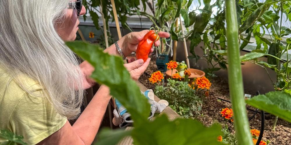 Woman holding a large roma tomato in a greenhouse with other vegetation in the foreground