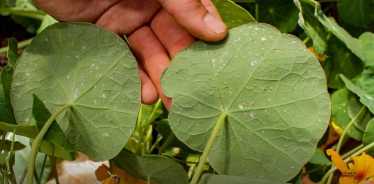 hand turning over a nasturtium leaf to show aphids underneath