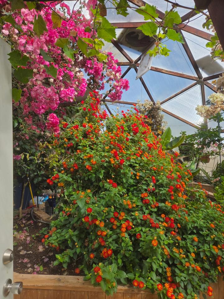 pink and orange-red flowers in Probst geodesic dome climb trellises and spill over garden beds