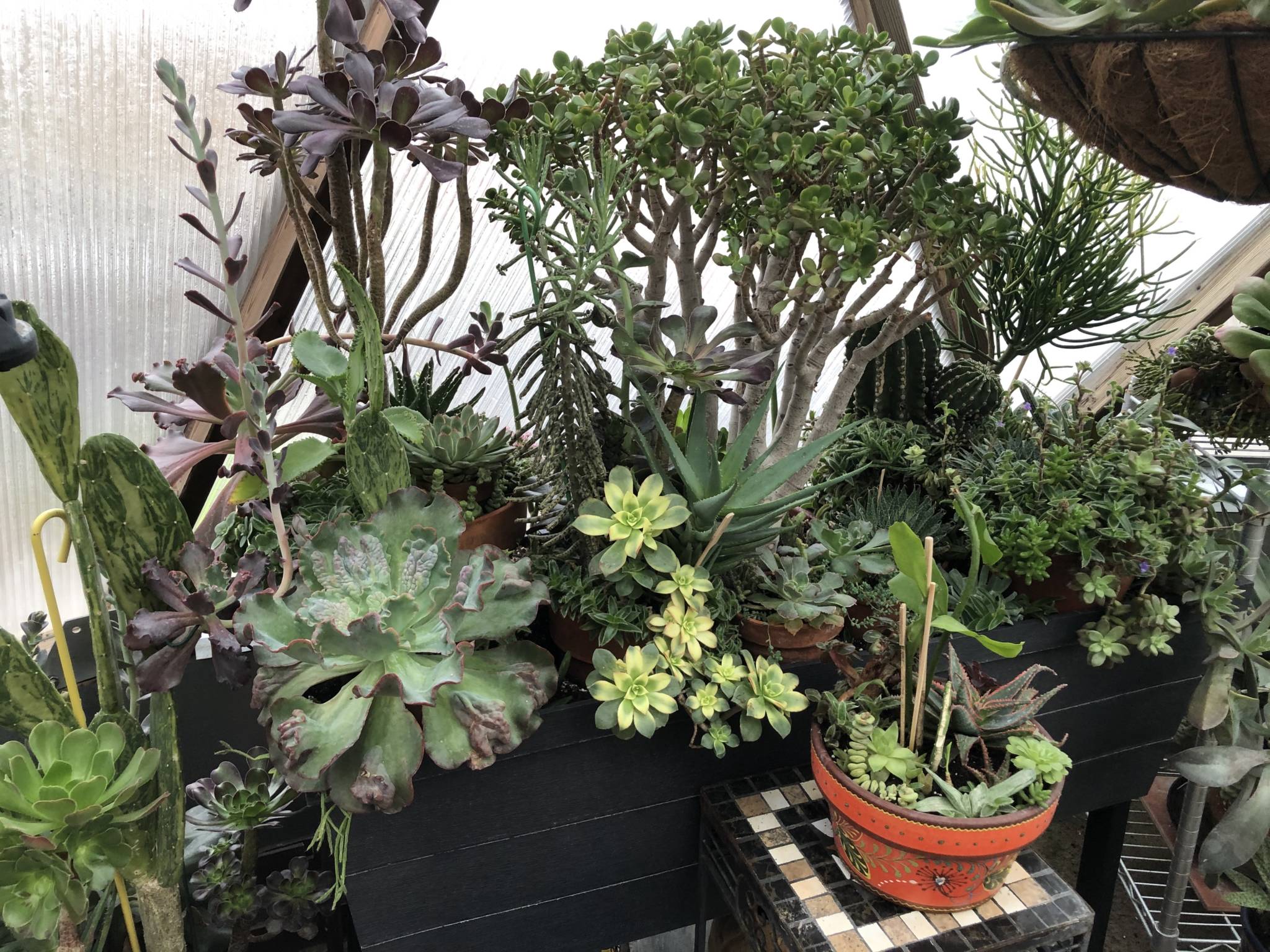 succulents in greenhouse 3