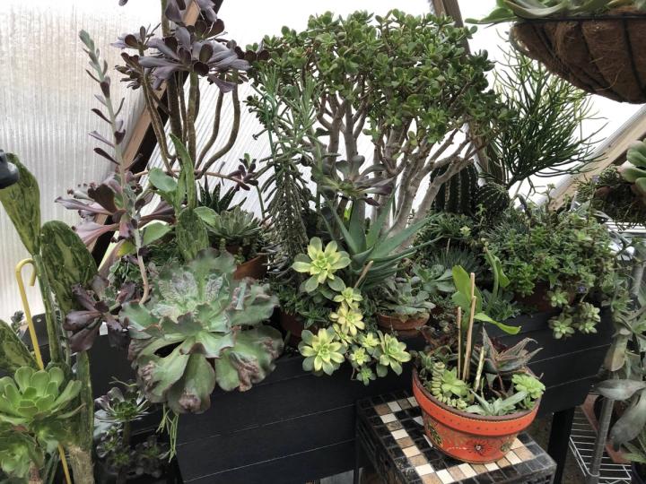 succulents in greenhouse 3