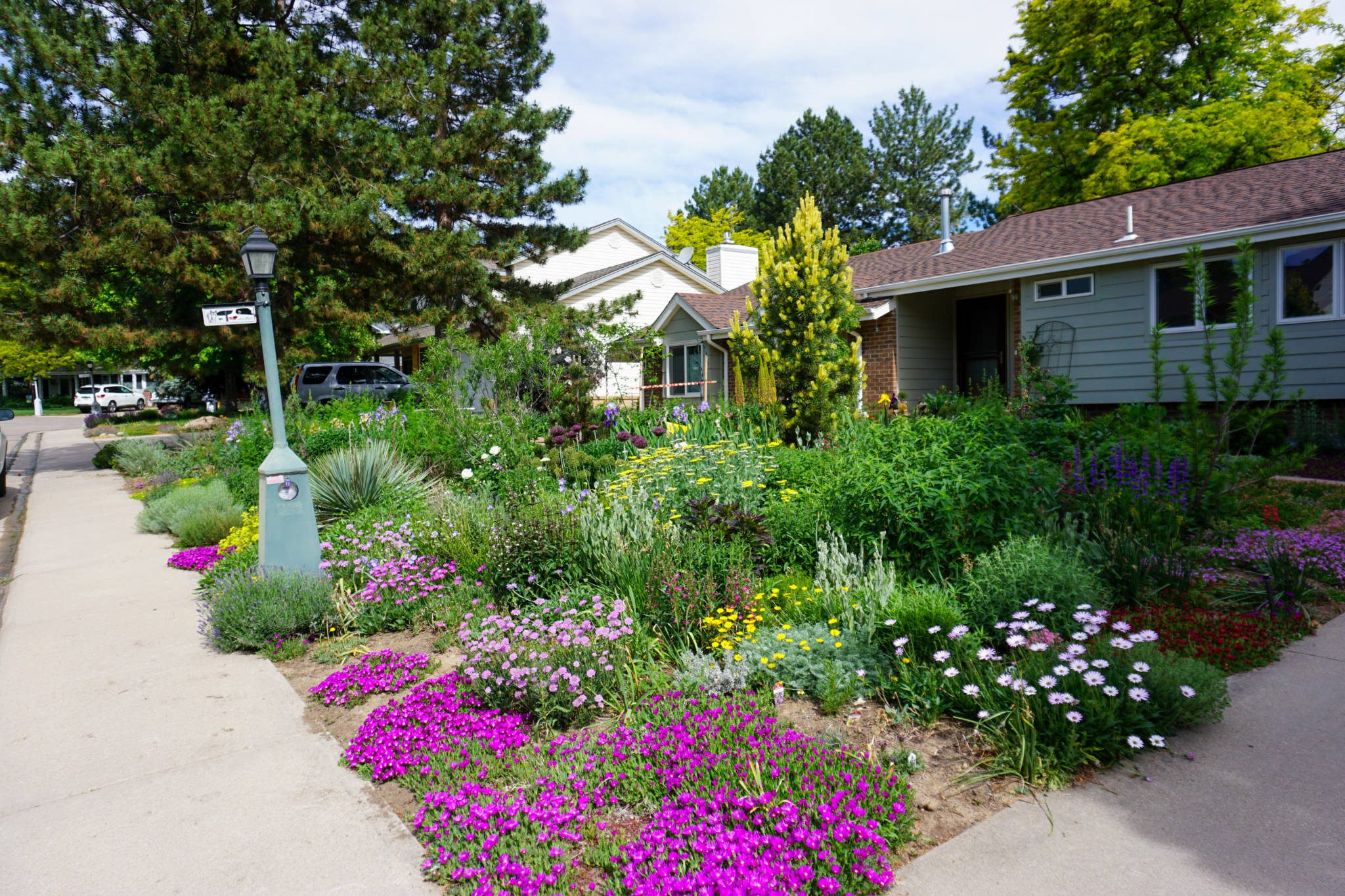 a front yard full of native plants