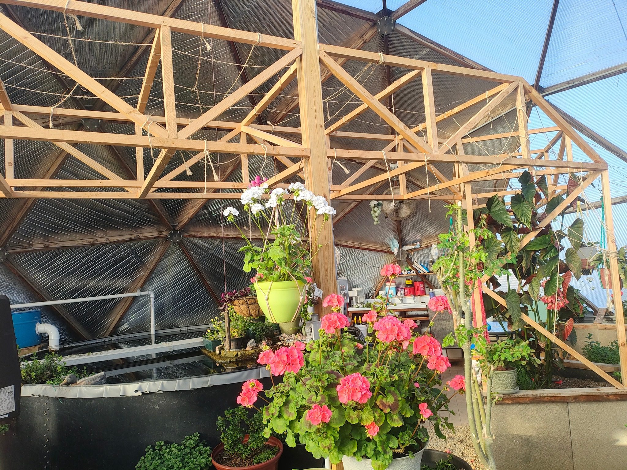 Grapevine trellis
