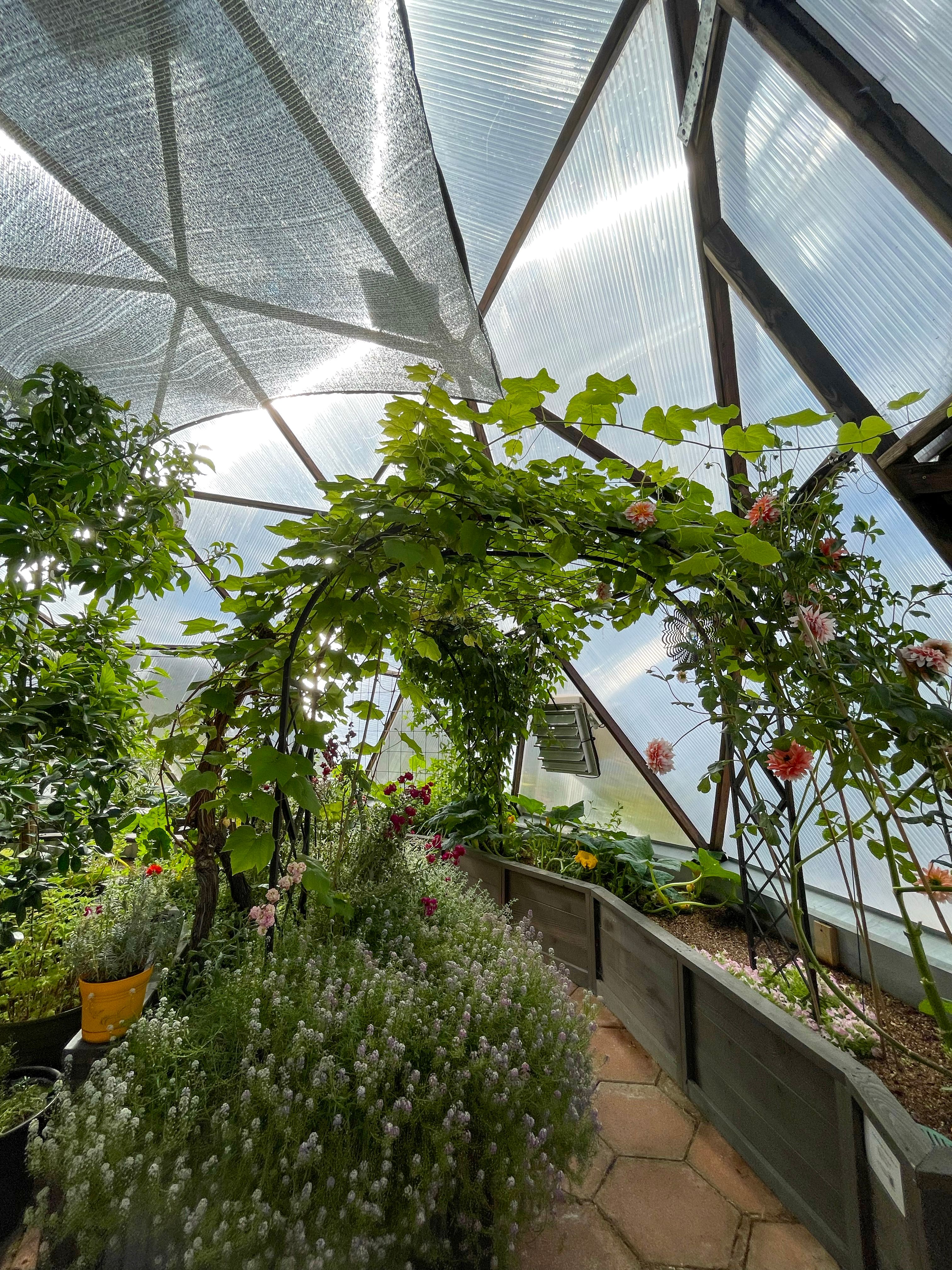 grapevine growing on trellis arching over pathway in geodesic greenhouse