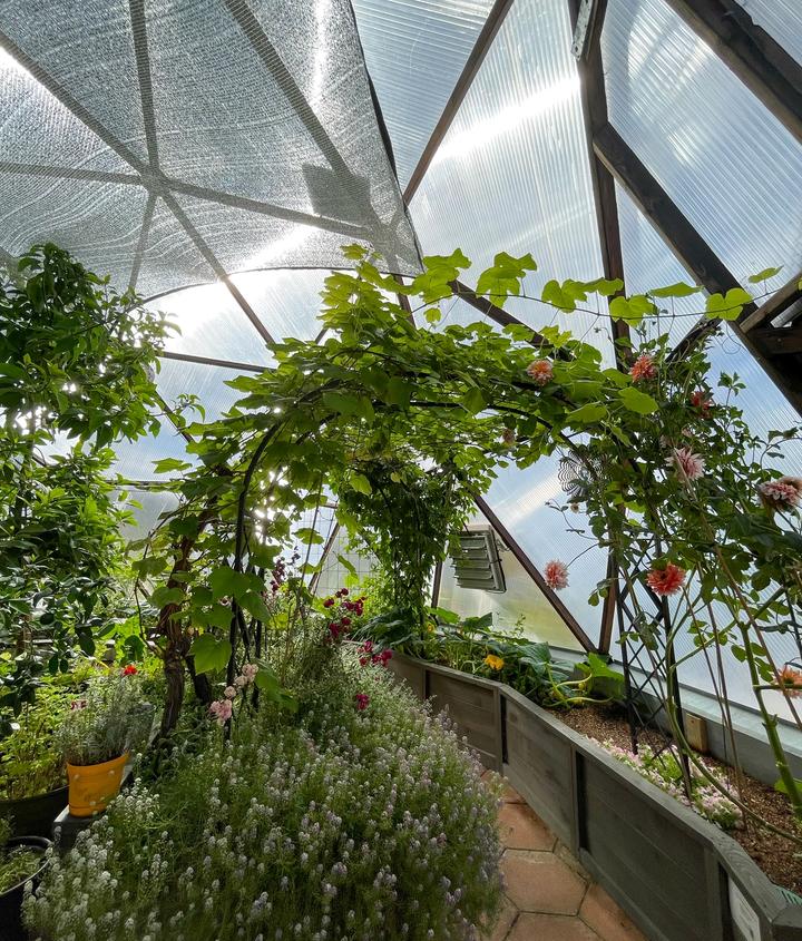 grapevine growing on trellis arching over pathway in geodesic greenhouse