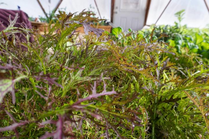 Frisée in urban greenhouse