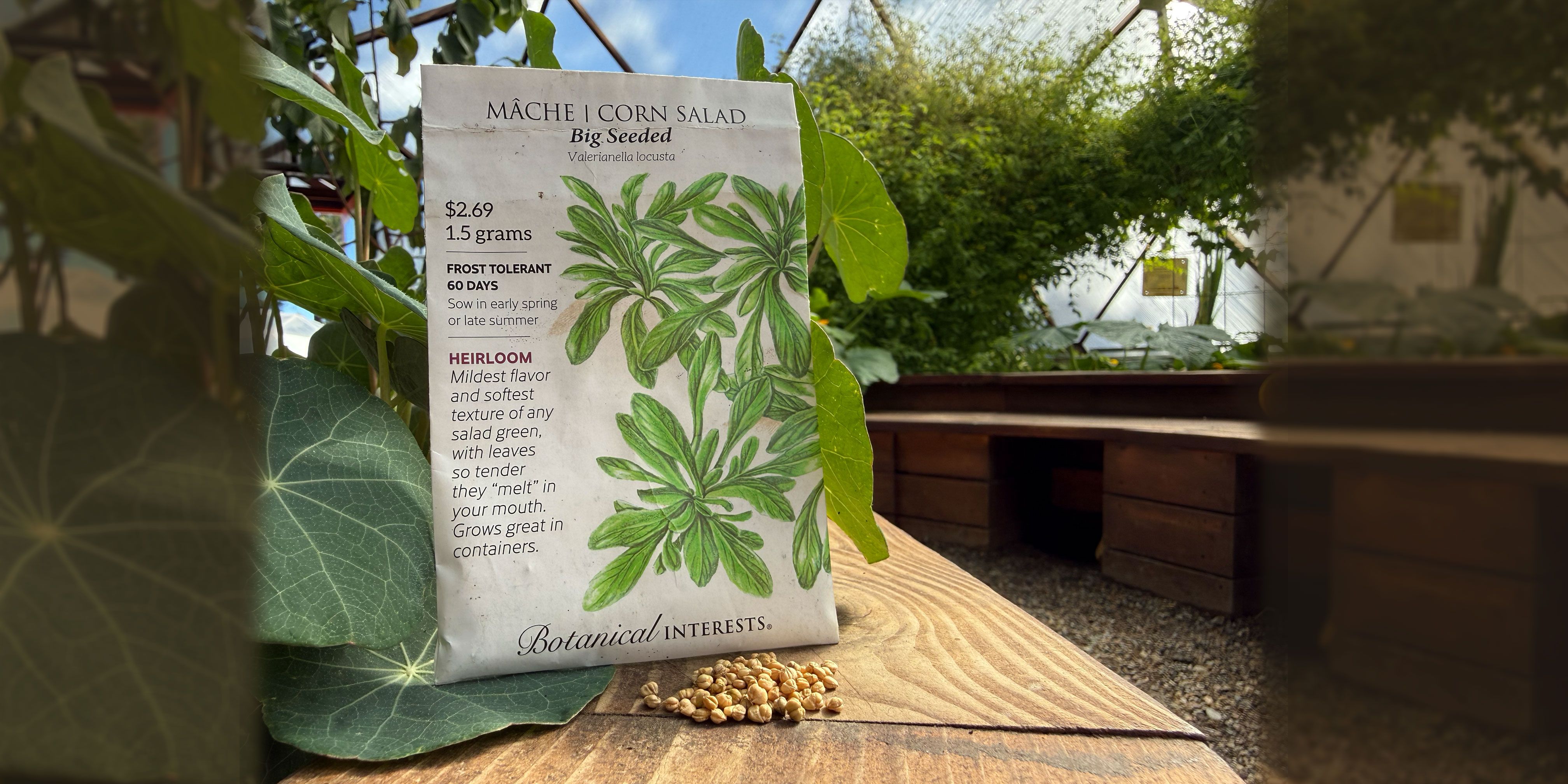 mache seed packet and seeds sitting on the top cap of a raised bed in a geodesic greenhouse