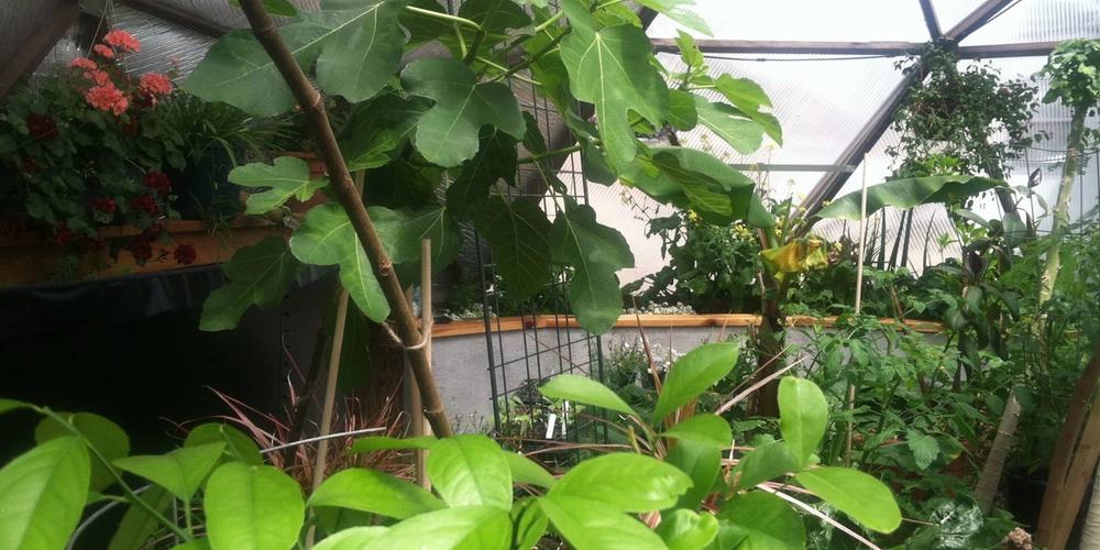 Greenhouse Gardening