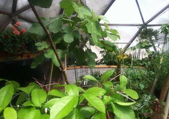 Greenhouse Gardening