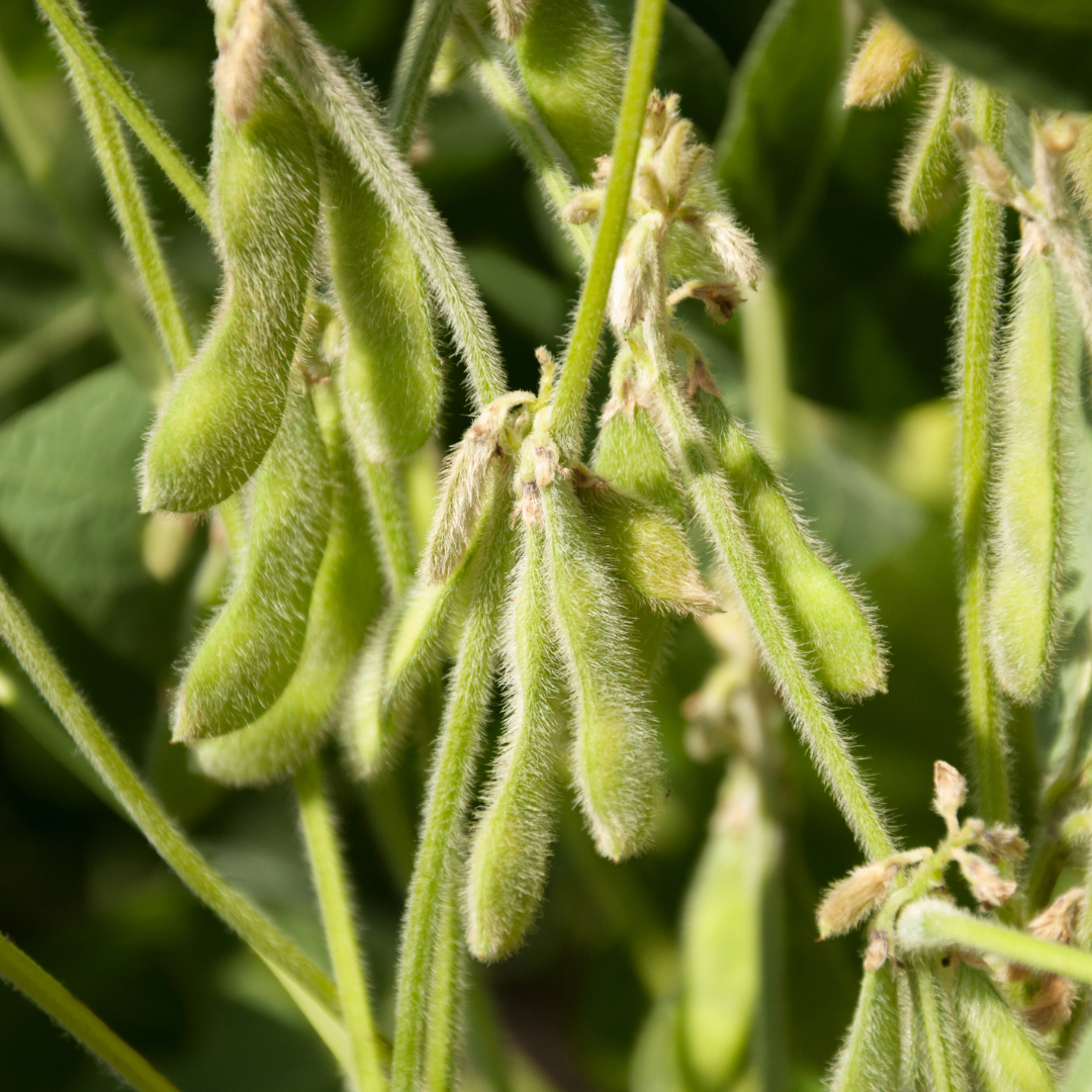 fuzzy edamame pods growing ready for harvesting