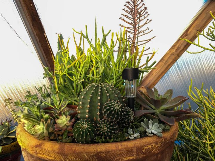 potted succulents in greenhouse