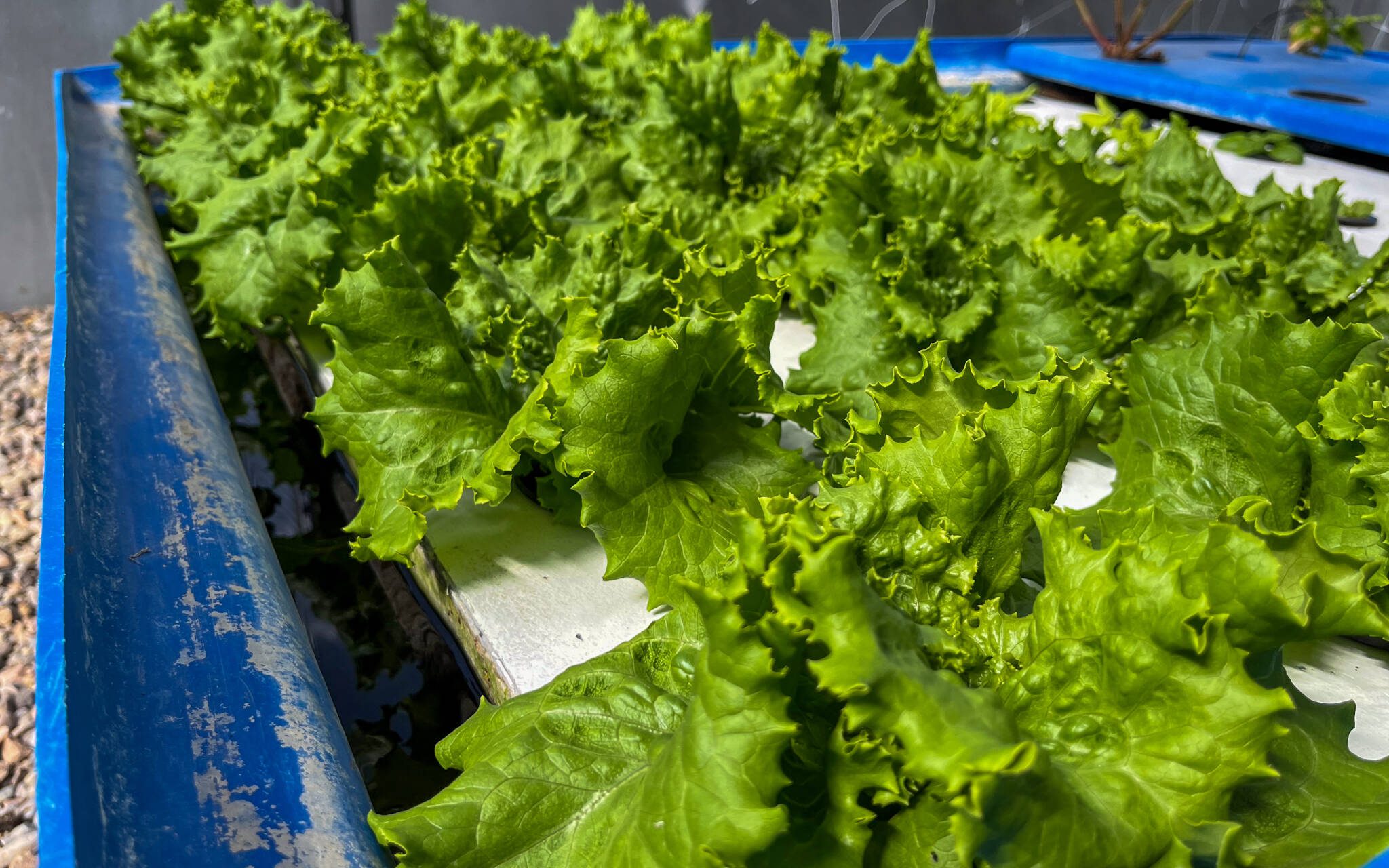 Lettuce growing in an aquaponics system