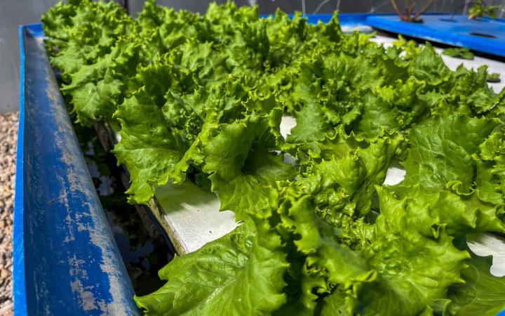 Lettuce growing in an aquaponics system