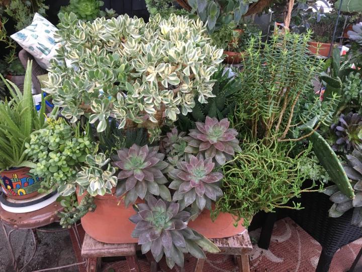 succulent greenhouse 4