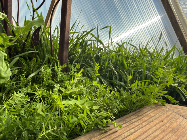 Hairy vetch and rye grass in a garden bed in a greenhouse