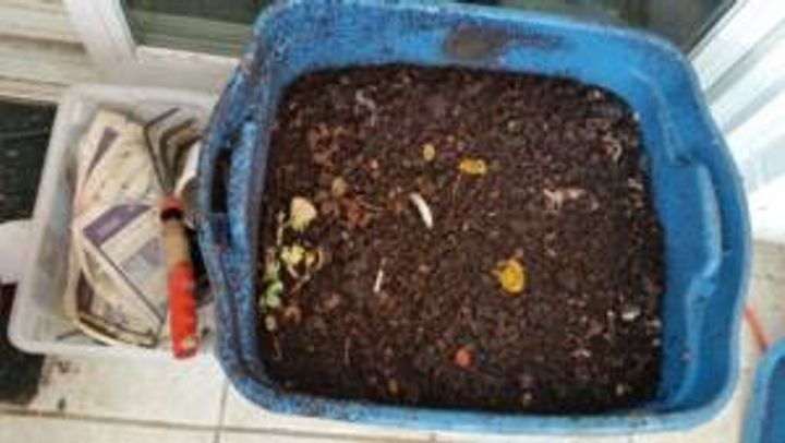 worms in bin