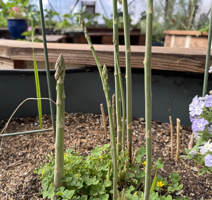 asparagus spears growing in raised bed in geodome greenhouse
