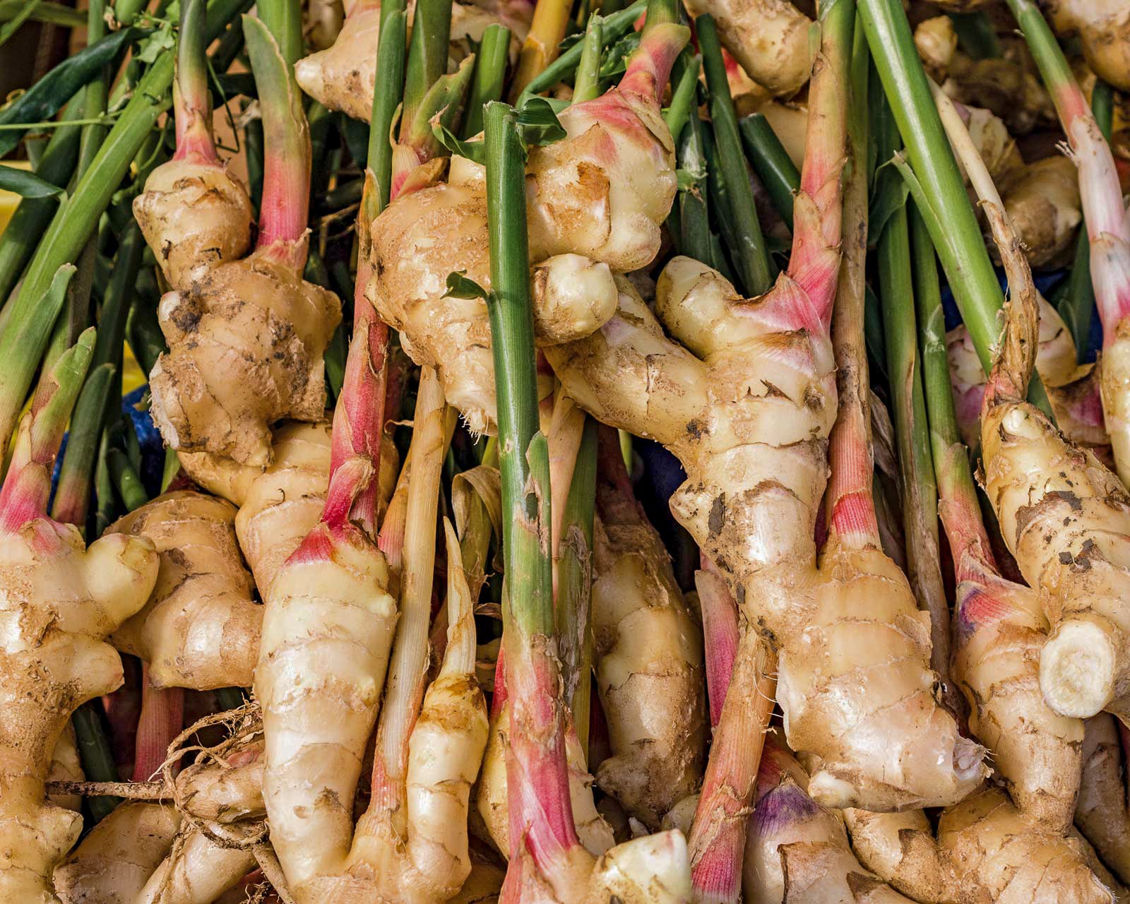 ginger beats cold & flu season