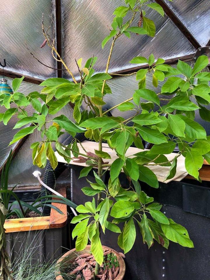 lime tree growing in an off grid garden in colorado