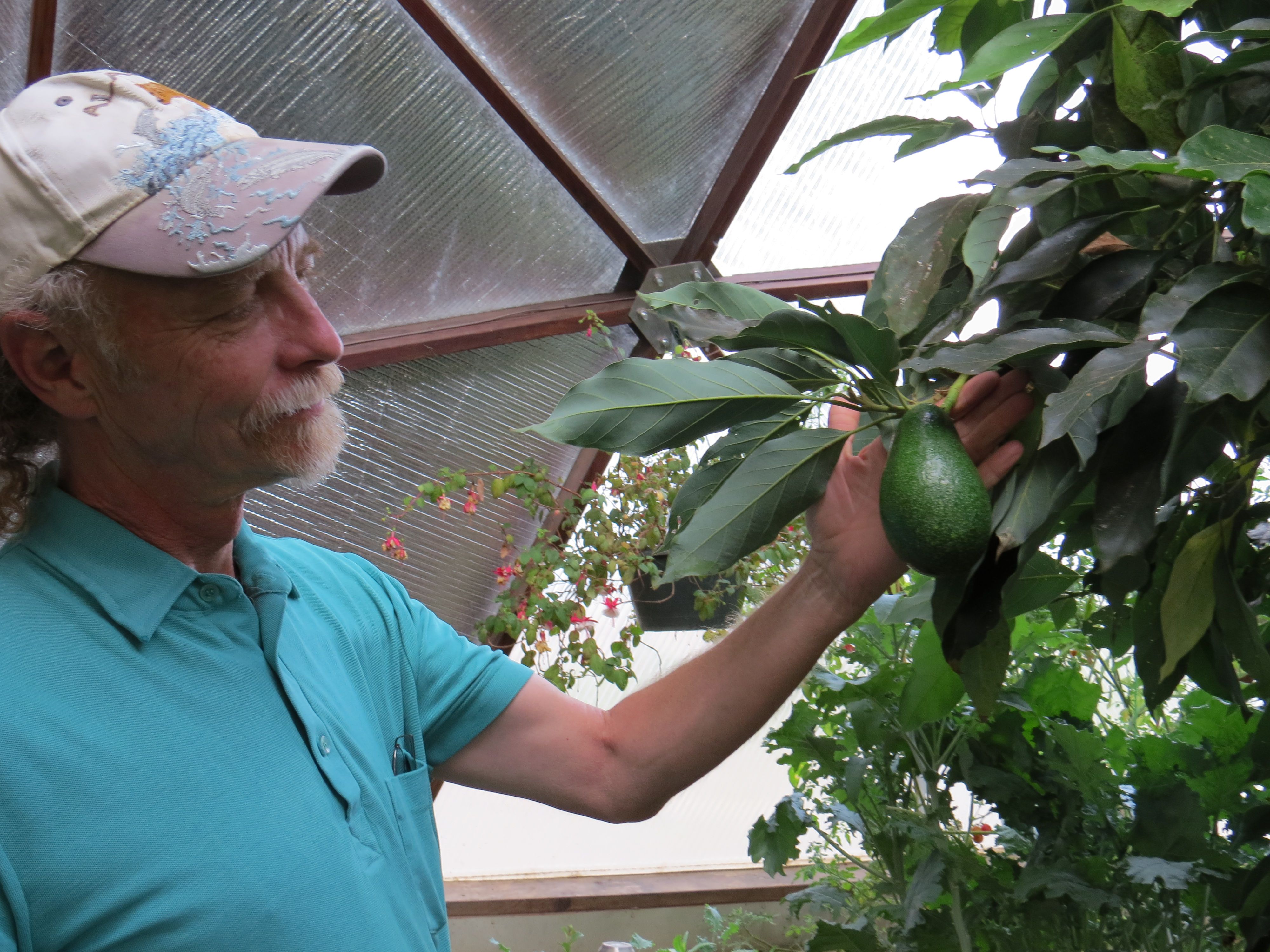 Large fig tree in a high-altitude greenhouse