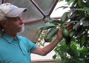 avocado blooms 1 Cathy McLaren 03052022