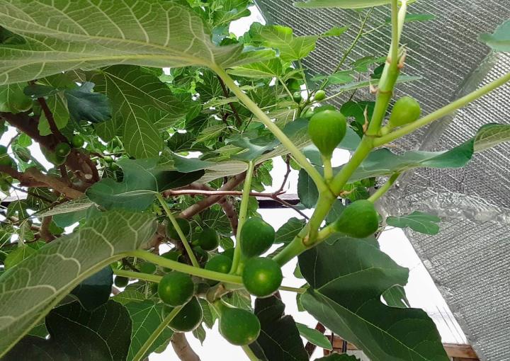 Growing Fig Trees in a greenhouse