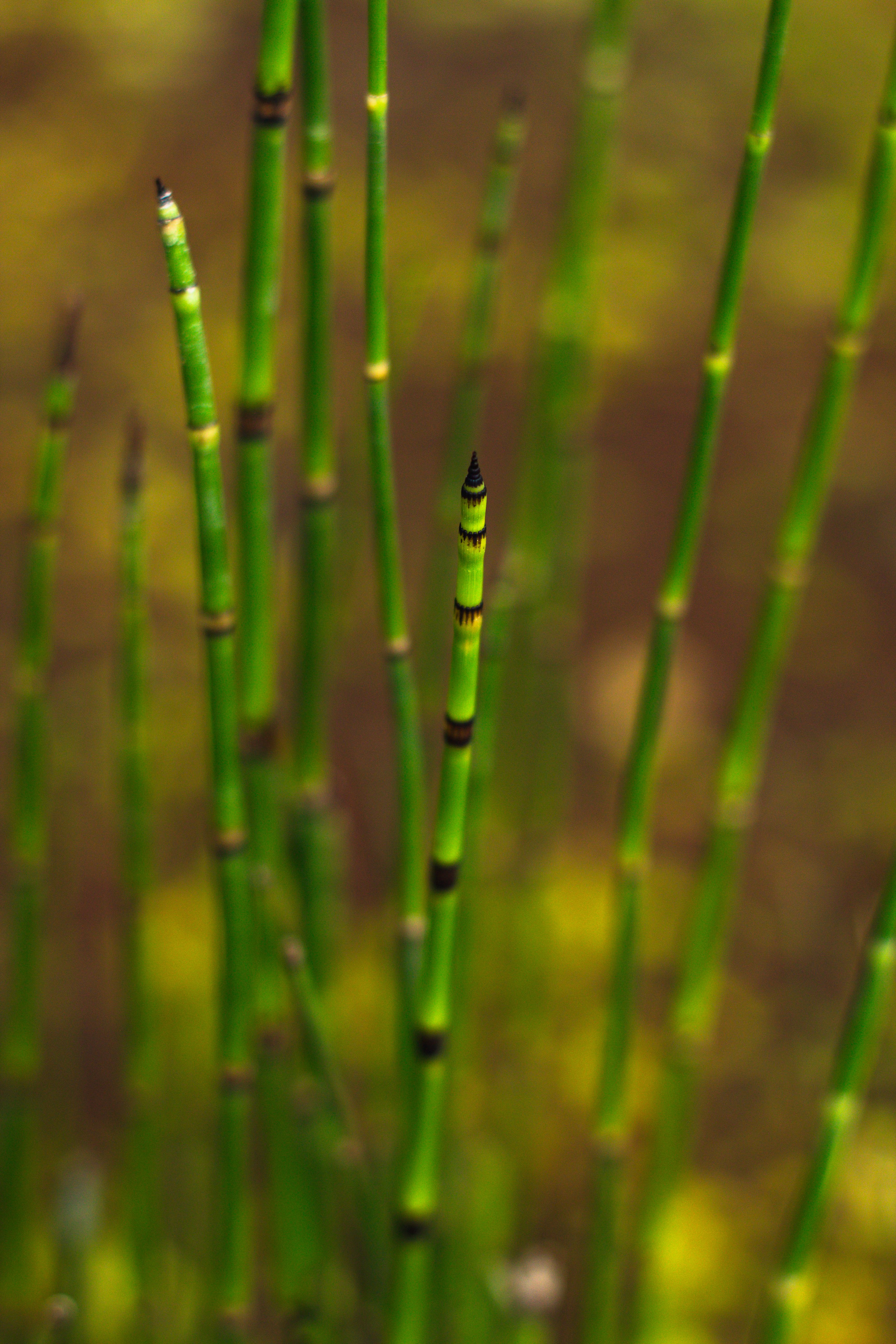 horsetail reeds with clear brown banding between green segments of the reed