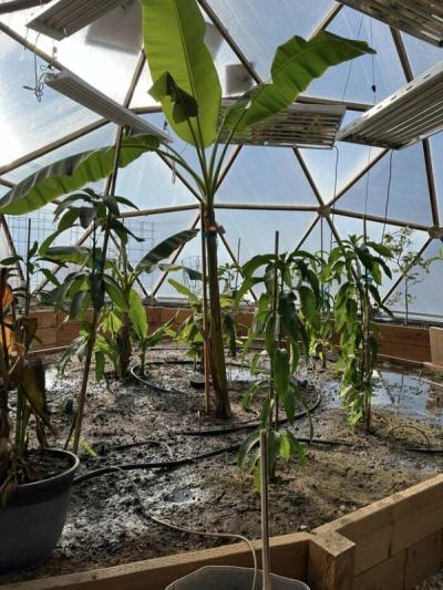 group of banana plants growing together in a large raised bed under lights in a greenhouse