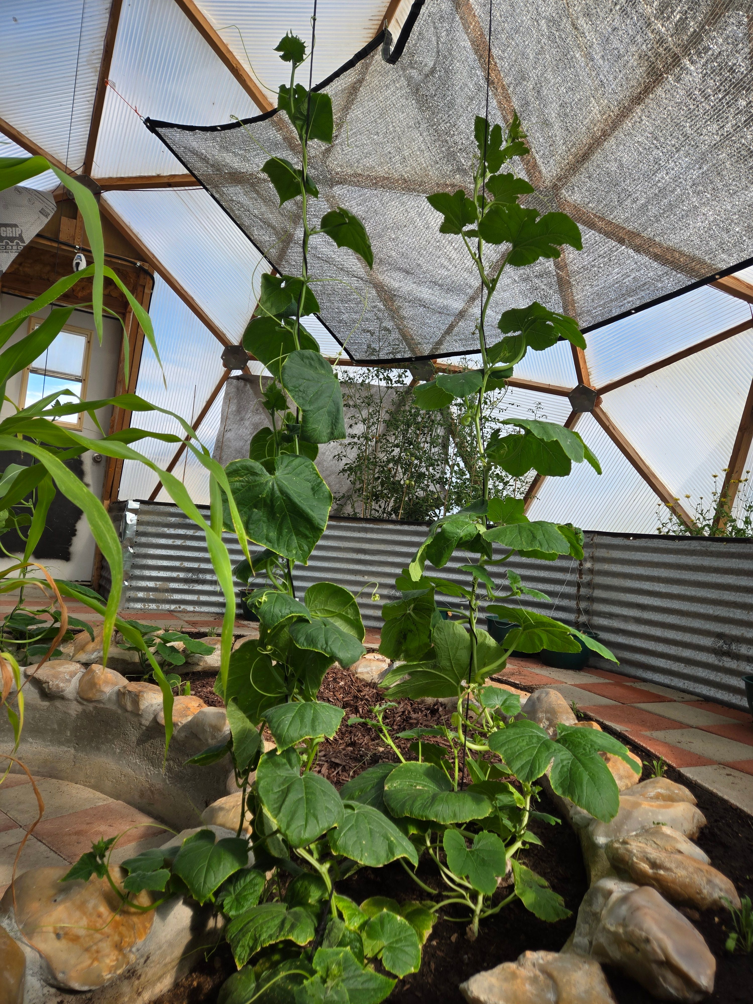 plants growing vertically along string trellis in a dome