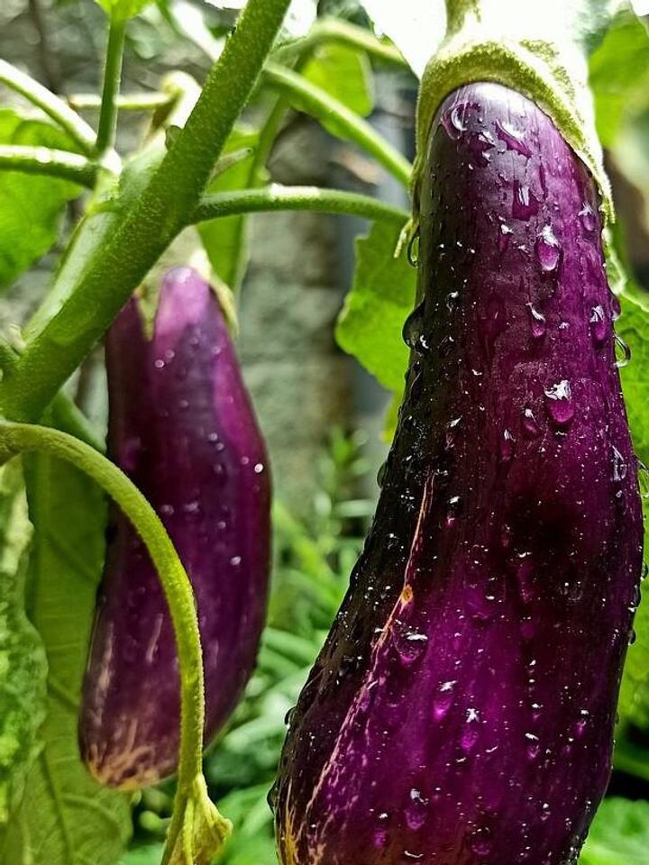 eggplant Pixbay photo