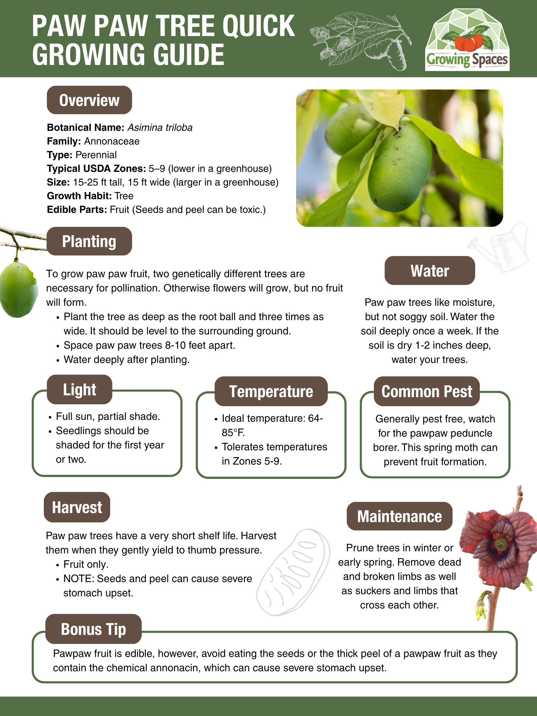 Paw Paw Growing Guide image