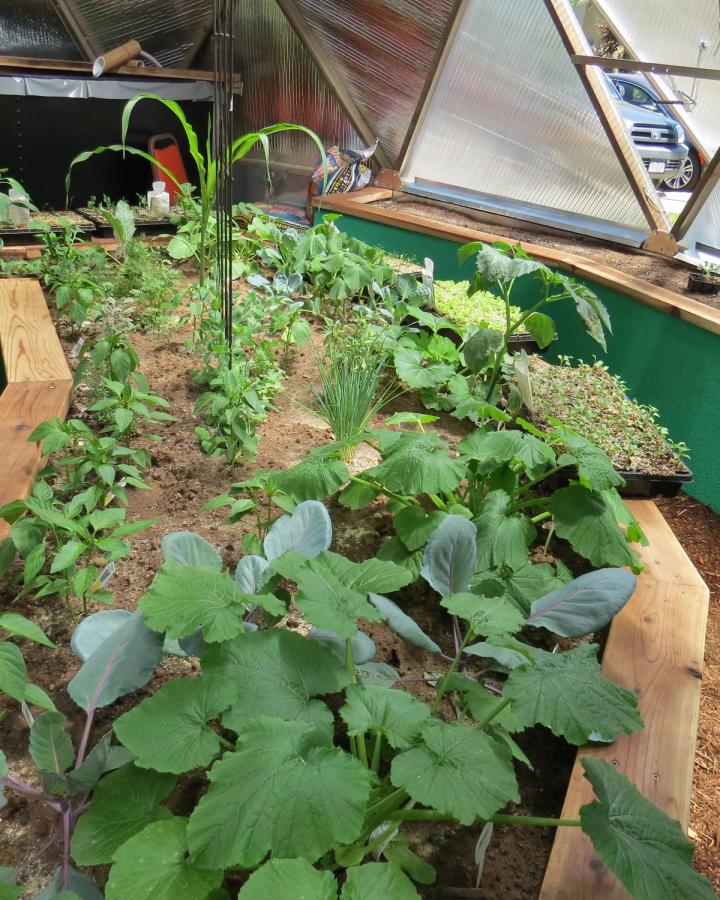 greenhouse growing in sunshine gardens assisted living greenhouse