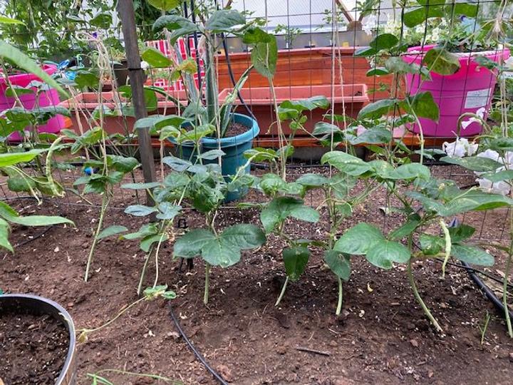 pole bean shoots in a greenhouse