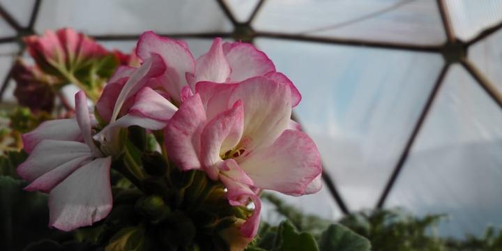 geraniums in the growing dome