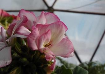 June in My Growing Dome