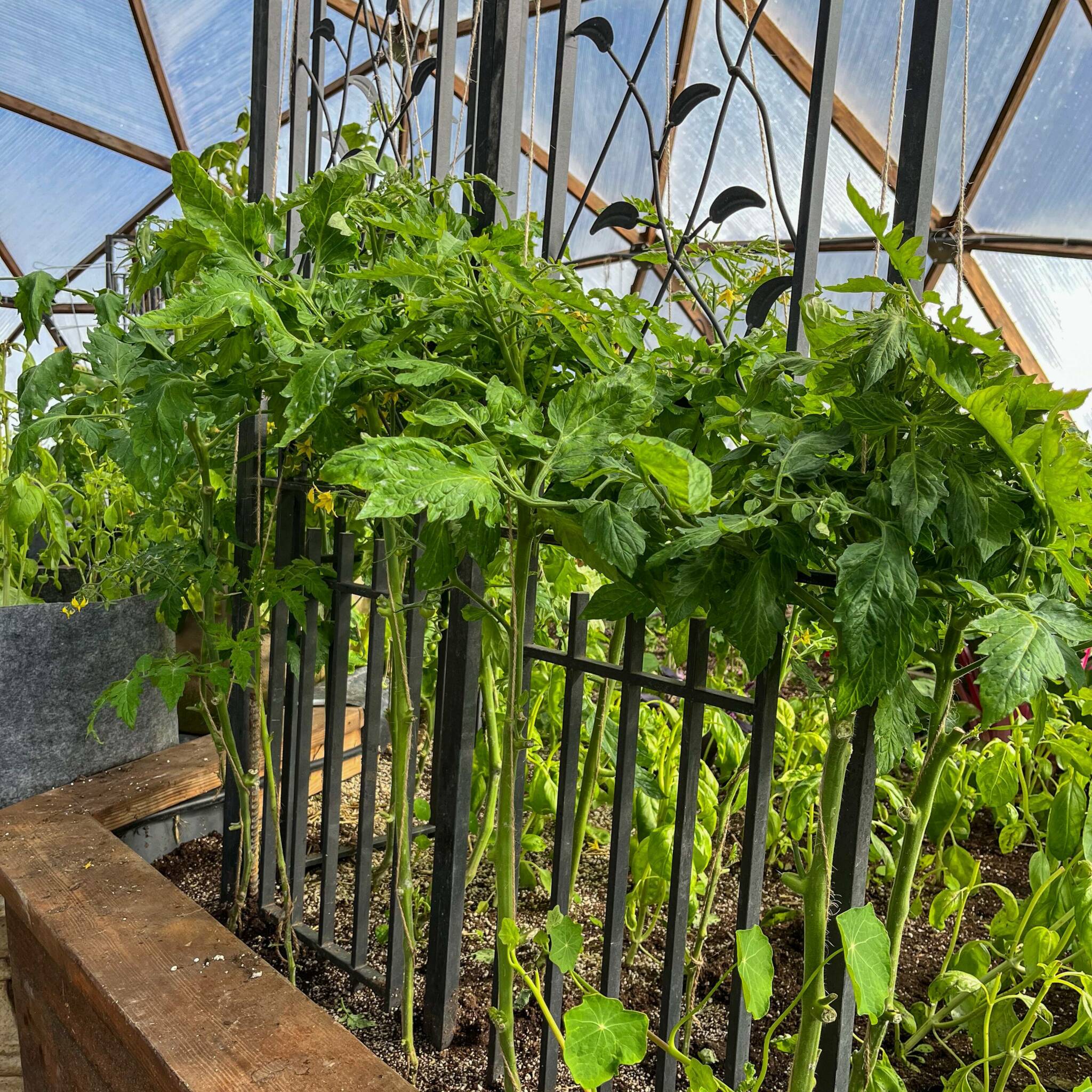 powdery mildew on a tomato plant