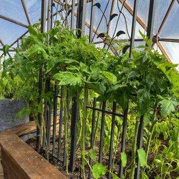 powdery mildew on a tomato plant
