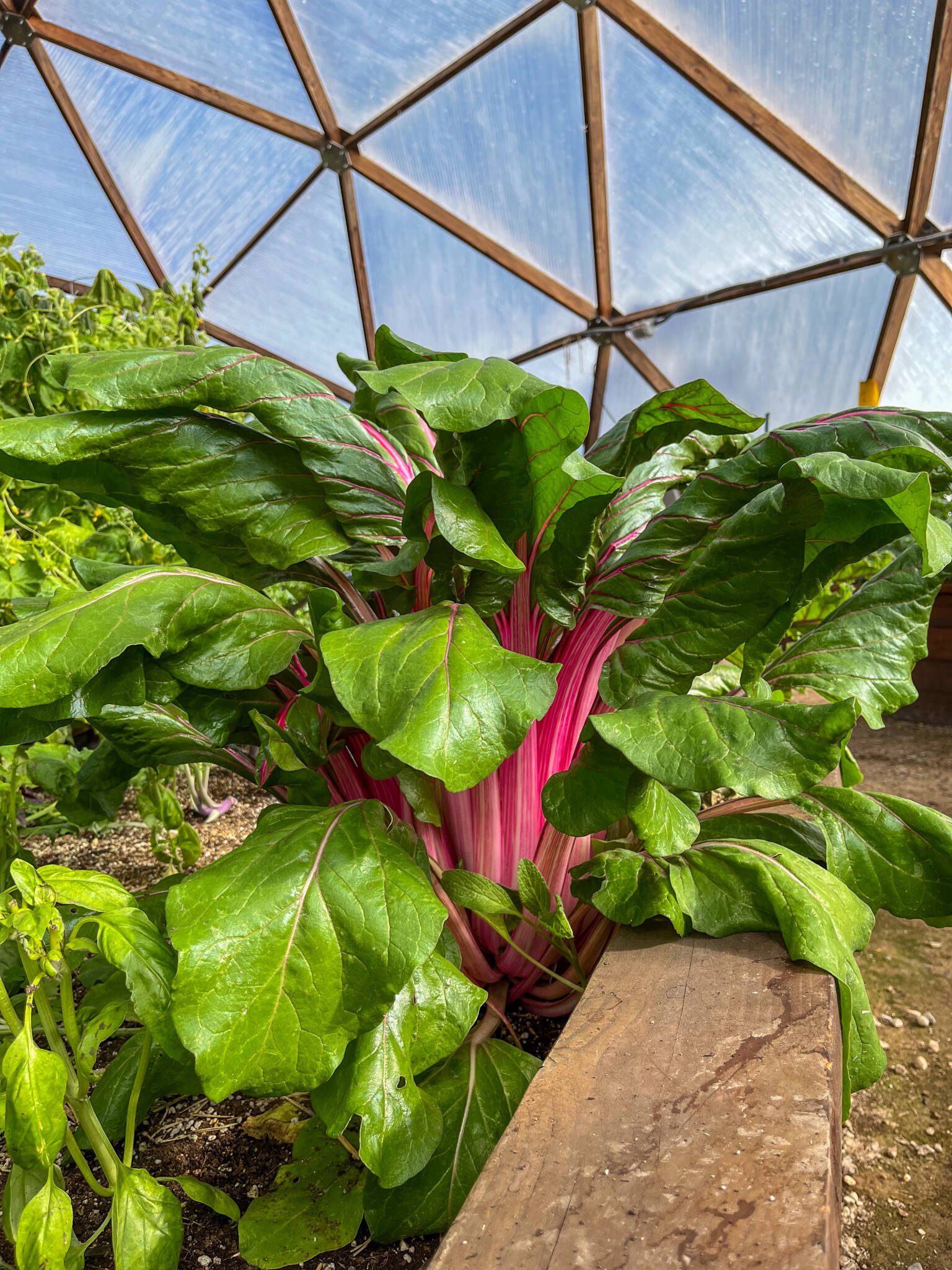 Chard image