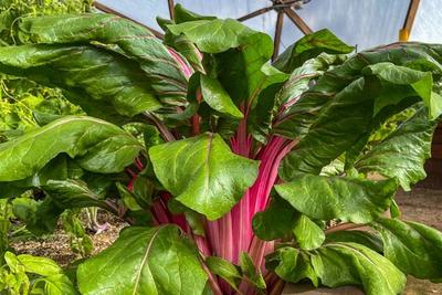 Chard image